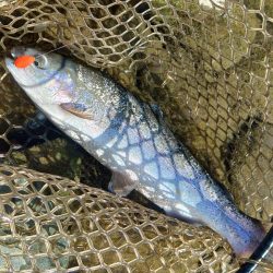 １投目で６６ｃｍ